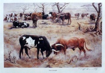 "Cattle in Trial of Strength"