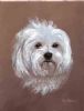 "506 Maltese Poodle"