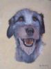 "Irish Wolfhound"