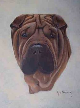 "511 Shar Pei"