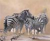 "Zebras in the sun"