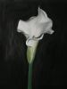 "Arum lily"