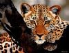 "Leopard"