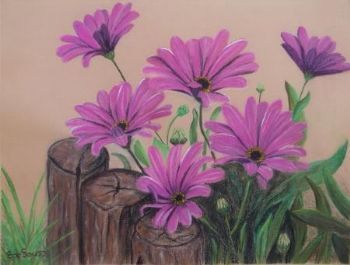 "Pink Daisies"