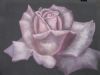 "Single Rose"
