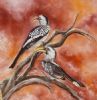"Yellow-billed Hornbills"