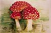"Spotted Mushrooms"