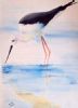 "Water Bird"