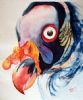"Vulture"