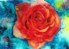 "Rose"