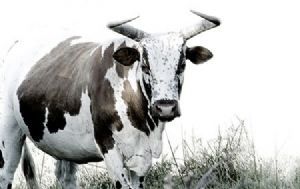 "White Nguni"