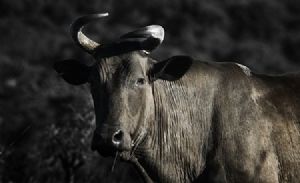 "Dark Nguni Cow"