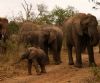 "Baby Elephant"