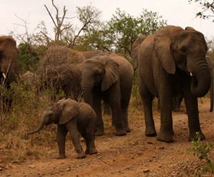 "Baby Elephant"