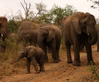 "Baby Elephant"