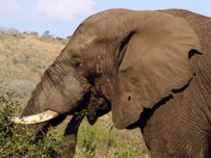"Elephant on Lunch"