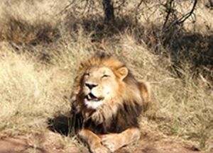 "Lion"
