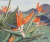 "Strelitzia in the Overberg"