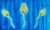 "Roses in blue"