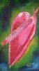 "Anthurium"