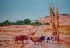"Cattle Blocking the Road"