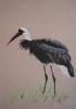 "Woolly-Necked Stork 1"