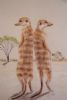 "Suricate Meercats"