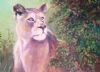 "Pretty Girl - Timbavati"