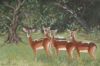 "Impala in the Timbavati Bush"