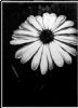 "African Daisy"