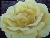 "Yellow Rose"