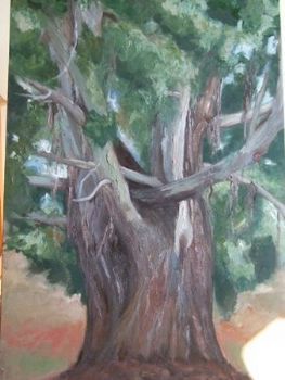 "Large Gumtree"