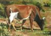 "Nguni 12"