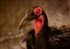 "Ground Hornbill"