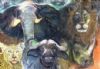 "Big Five in South Africa"
