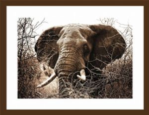 "Elephant"