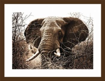 "Elephant"