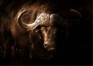 "African Buffalo"