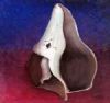 "Shell"