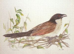 "Burchell's Coucal"