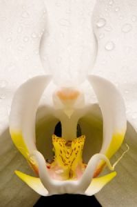 "Orchid Beauty"