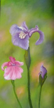 "Purple Iris"