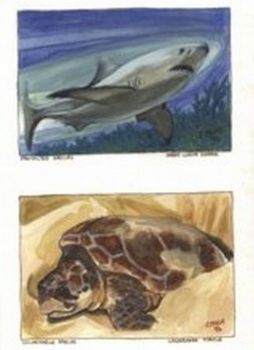 "Endangered Sealife 4 Paintings Set"