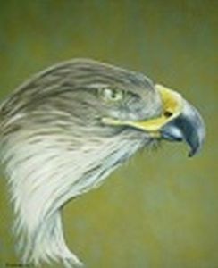 "Hawk"