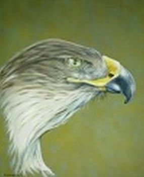 "Hawk"