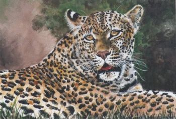 "Leopard Relaxing"