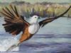 "Fish Eagle"