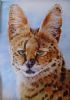 "Serval Cat"