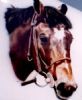 "Racing Horse"