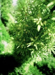 "Green Wonder"